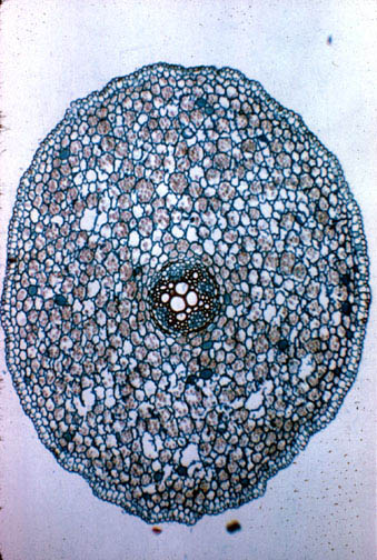 Ranunculus_Root1